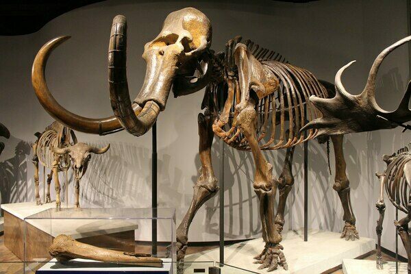Mounted woolly mammoth skeleton on display at the Field Museum of Natural History.